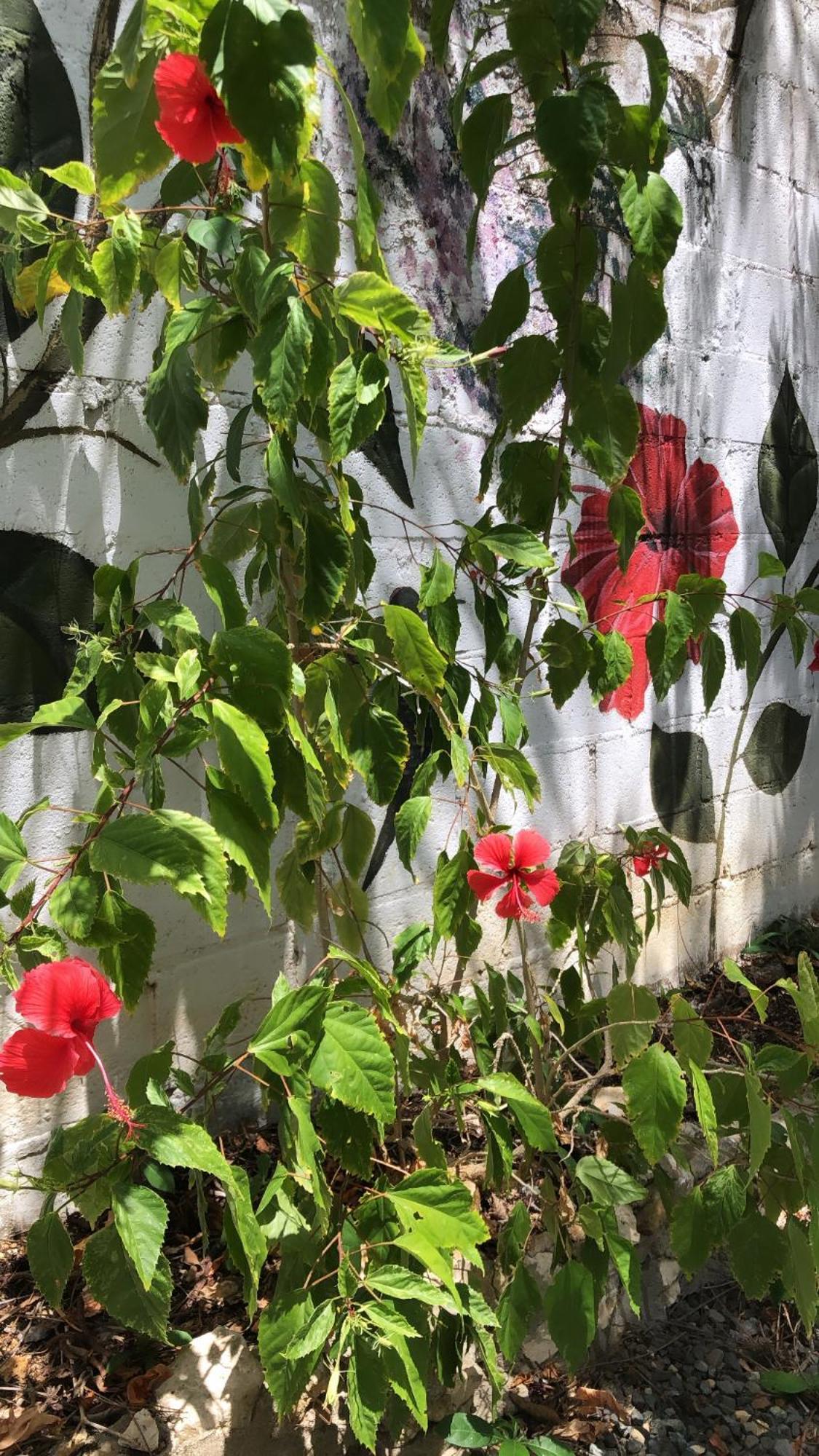 Villa Casona La Carolina San Andrés Esterno foto